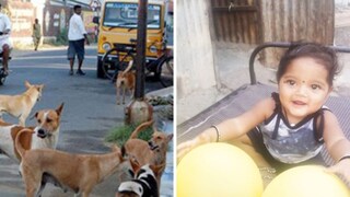 भटक्या कुत्र्यांनी एक वर्षाच्या चिमुकलीचे तोडले लचके