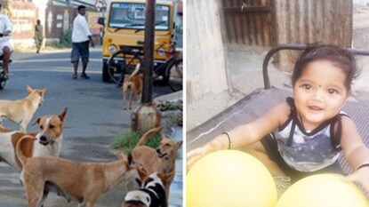 भटक्या कुत्र्यांनी एक वर्षाच्या चिमुकलीचे तोडले लचके भटक्या कुत्र्यांनी एक वर्षाच्या चिमुकलीचे तोडले लचके