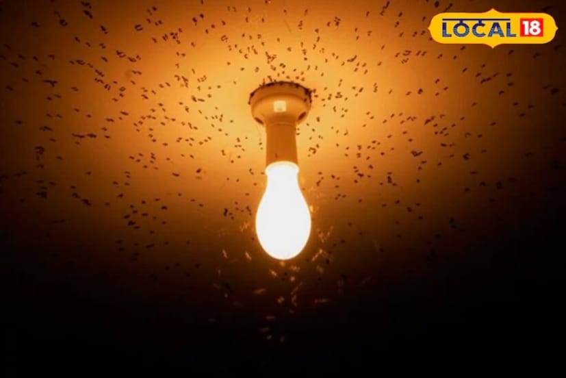 सहसा डास संध्याकाळी आणि रात्री जास्त सक्रिय असतात. बऱ्याचदा ते प्रकाशाच्या स्रोतांकडे आकर्षित होतात. त्यामुळेच जर तुम्ही संध्याकाळी बाहेर असाल आणि जवळपास दिवे असतील तर ते तुमच्या डोक्याभोवती घोंघावत असतात.