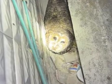 भिंतीखाली दिसला चेहरा, चमकत होते डोळे; हिंमत करून व्यक्तीने हात टाकला अन्...