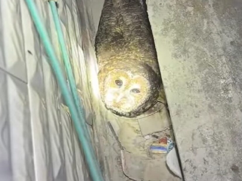 तुमच्या घरात तुम्हाला एखाद्या ठिकाणी दोन डोळे चमकताना दिसलं तर तुमचं काय होईल? कल्पनाही नकोशी वाटते ना. एका व्यक्तीच्या घरात असं घडलं. तुमच्या घरात तुम्हाला एखाद्या ठिकाणी दोन डोळे चमकताना दिसलं तर तुमचं काय होईल? कल्पनाही नकोशी वाटते ना. एका व्यक्तीच्या घरात असं घडलं.