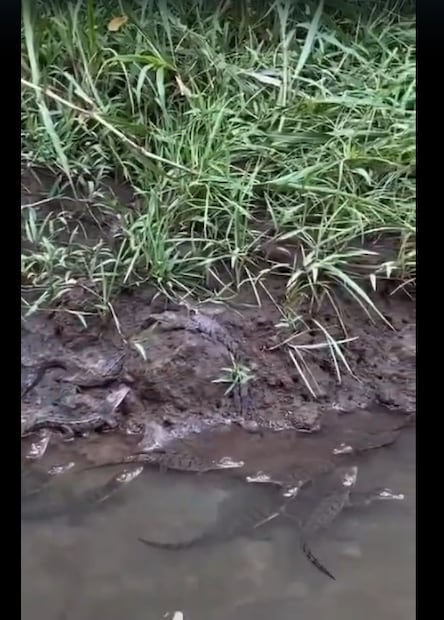 पावसामुळे कृष्णा नदीपत्रात अचानक पाणी पातळी वाढली आहे. नदीचं पाणी वाढल्याने घरटी उद्धस्त होतात मग मगर पिल्लांसह लगतच्या शेतात सरकते.