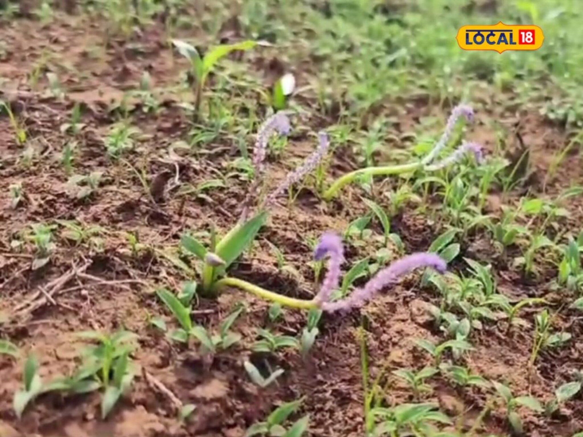 साताऱ्यातील कास पठारावर फुलला सातारीतुरा, नैसर्गिक सौंदर्य पाहण्यासाठी पावसाळ्यात द्या भेट