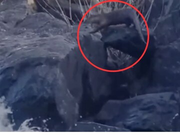 सिंधुदुर्गमधील नदीत या दुर्मिळ अनोख्या प्राण्याचं दर्शन, हे मनमोहक Photos बघाच