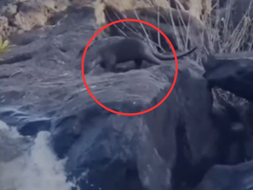 ही पाणमांजरं समूहाने फिरत असतात. ती नदीतील मासे, कासव, खेकडे अन्न म्हणून खातात.