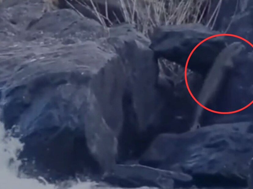 व्हिडिओमध्ये ते एका खडकाखालून बाहेर येत दुसरीकडे पाण्यात जात असल्याचं पाहायला मिळतं. 