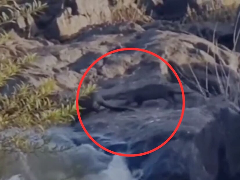 नदी आणि खाड्यांमध्ये खडकाळ भागात यांचा अधिवास असतो. पाणमांजर हा प्राणी संरक्षित प्राणी म्हणून देखील वनविभागाने त्यांचा शेड्यूल वनमध्ये समावेश केला आहे.