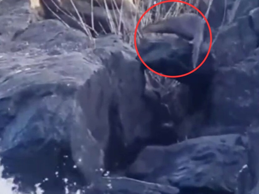 तसं या पाणमांजरांचं वास्तव्य बऱ्याच नद्यांमध्ये असतं. पण पाण्याखालीच त्यांचं विश्व असल्यानं ती सहसा दिसत नाहीत. पाण्याखाली राहणारी ही पाणमांजरं अवघ्या पंधरा ते वीस सेकंदांसाठी बाहेर येतात