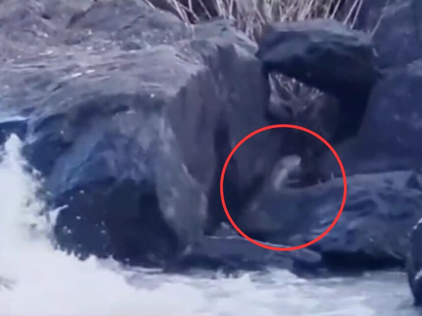 पाणमांजराच्या वावरामुळे नदीचं पाणी शुद्ध होतं. कारण खराब झालेले किंवा मेलेले मासे ही पाणमांजरं खाऊन टाकतात