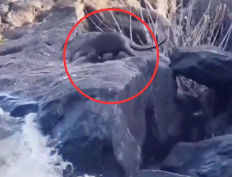 गड नदीपात्रात यावेळी दोन पाणमांजरं दिसली. त्यांचा व्हिडिओही समोर आला आहे. 