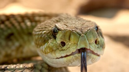 कोणत्या सापाचं विष जास्त लवकर चढतं? 