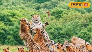 वाघांचे सर्वात मोठे कुटूंब