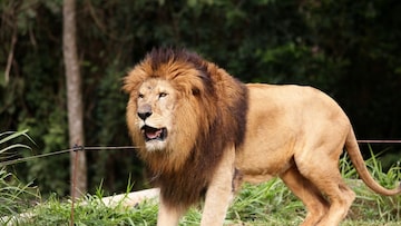 सिंहाला का म्हणतात जंगलाचा राजा? 99 टक्के लोकांना माहित नाही उत्तर सिंहाला का म्हणतात जंगलाचा राजा? 99 टक्के लोकांना माहित नाही उत्तर