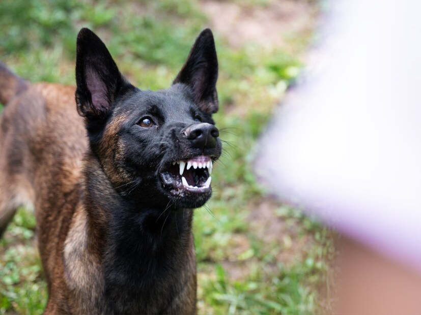 कुत्रे हे सर्वात प्रेमळ पाळीव प्राणी आहेत, यात शंका नाही, परंतु निर्जन रस्त्यावर ते अनेकदा चवताळतात आणि हल्ला करतात. भटक्या कुत्र्यांची खूप भीती आहे जी माणसांवर हल्ला करण्यास मागेपुढे पाहत नाहीत. कुत्रे हे सर्वात प्रेमळ पाळीव प्राणी आहेत, यात शंका नाही, परंतु निर्जन रस्त्यावर ते अनेकदा चवताळतात आणि हल्ला करतात. भटक्या कुत्र्यांची खूप भीती आहे जी माणसांवर हल्ला करण्यास मागेपुढे पाहत नाहीत.
