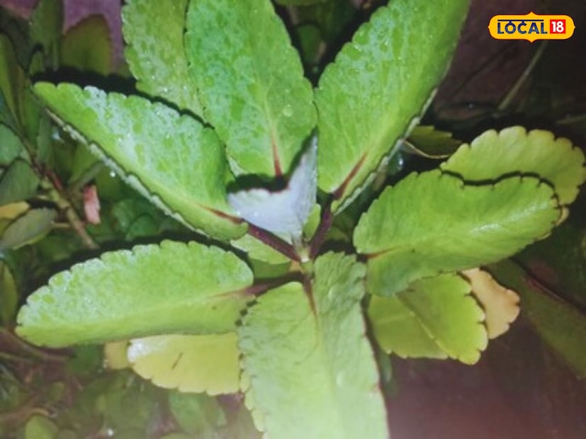  सूचना : इथं दिलेली माहिती तज्ज्ञांशी केलेल्या चर्चेवर आधारित आहे. तरी आपण आपल्या  कोणताही निर्णय घेण्यापूर्वी स्वतः डॉक्टरांचा सल्ला घ्यावा. कोणत्याही नुकसानासाठी न्यूज18 मराठी जबाबदार नसेल.