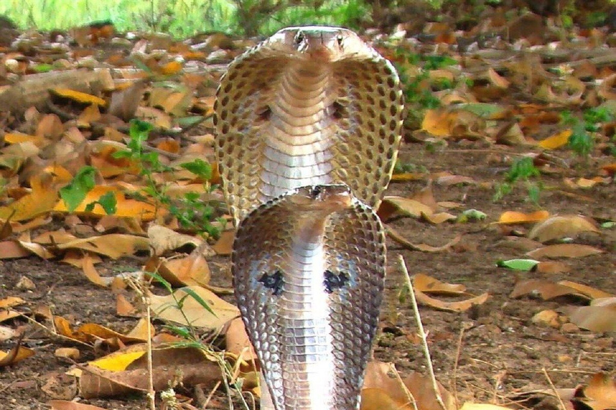 नागपंचमीला हस्त नक्षत्राचा योगायोग! या राशींना मिळणार दुहेरी फायदा, धनलाभ