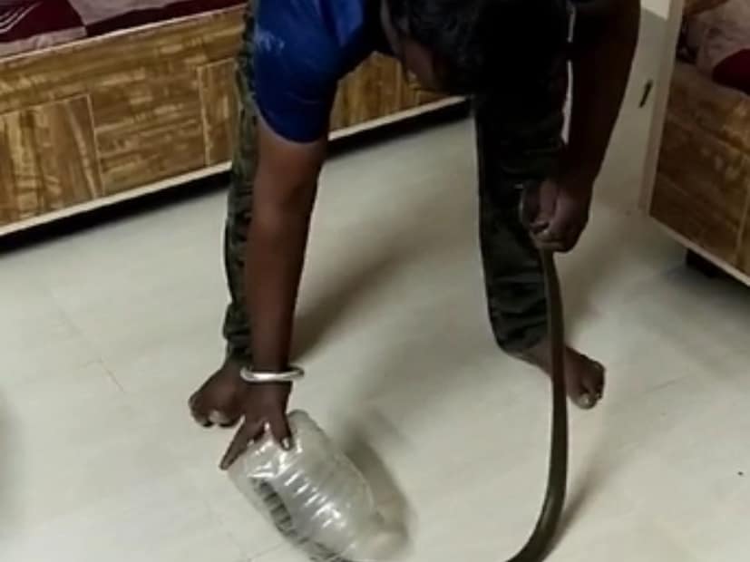 त्यानंतर त्यांनी प्रसंगावधान राखत कुटुंबातील सर्व सदस्यांना बाहेर काढले आणि सर्पमित्रांना याबाबत माहिती दिली. 
