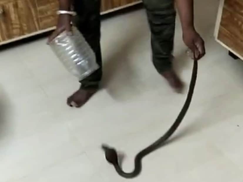 अखेर तब्बल दोन तासांच्या अथक प्रयत्नानंतर या सापला रेस्क्यू करण्यात सर्पमित्रांना यश आलं, त्यानंतर या सापला सर्पमित्रांनी सुरक्षीत अधिवासात सोडून दिलं.