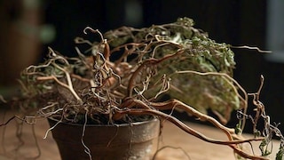 ही एक ट्रिक वापरताच रोप होईल हिरवंगार
ही एक ट्रिक वापरताच रोप होईल हिरवंगार