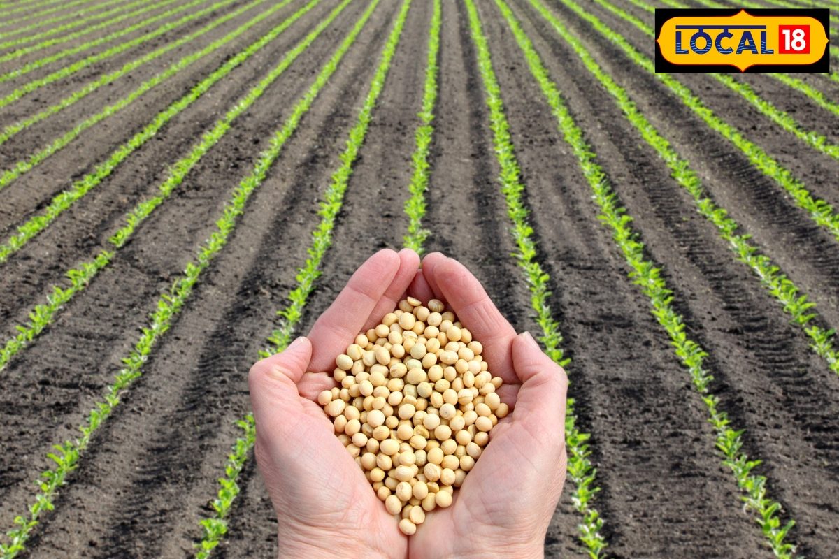 ‘यहां’ किसानों को रियायती दर पर मिलेंगे सोयाबीन के बीज! कहां करें आवेदन? ‘यहां’ किसानों को रियायती दर पर मिलेंगे सोयाबीन के बीज! कहां करें आवेदन?