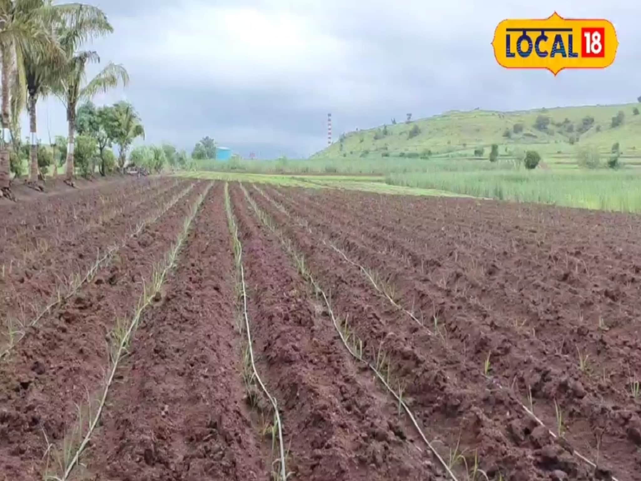 आई-वडिलांचं छत्र हरपलं, भावंडांनी शेती करायचं ठरवलं, आज 5 गाड्यांचे मालक!