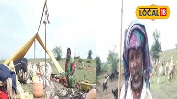 मेंढपाळांची