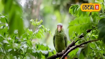 प्रतिकात्मक