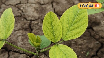 पिकांवर