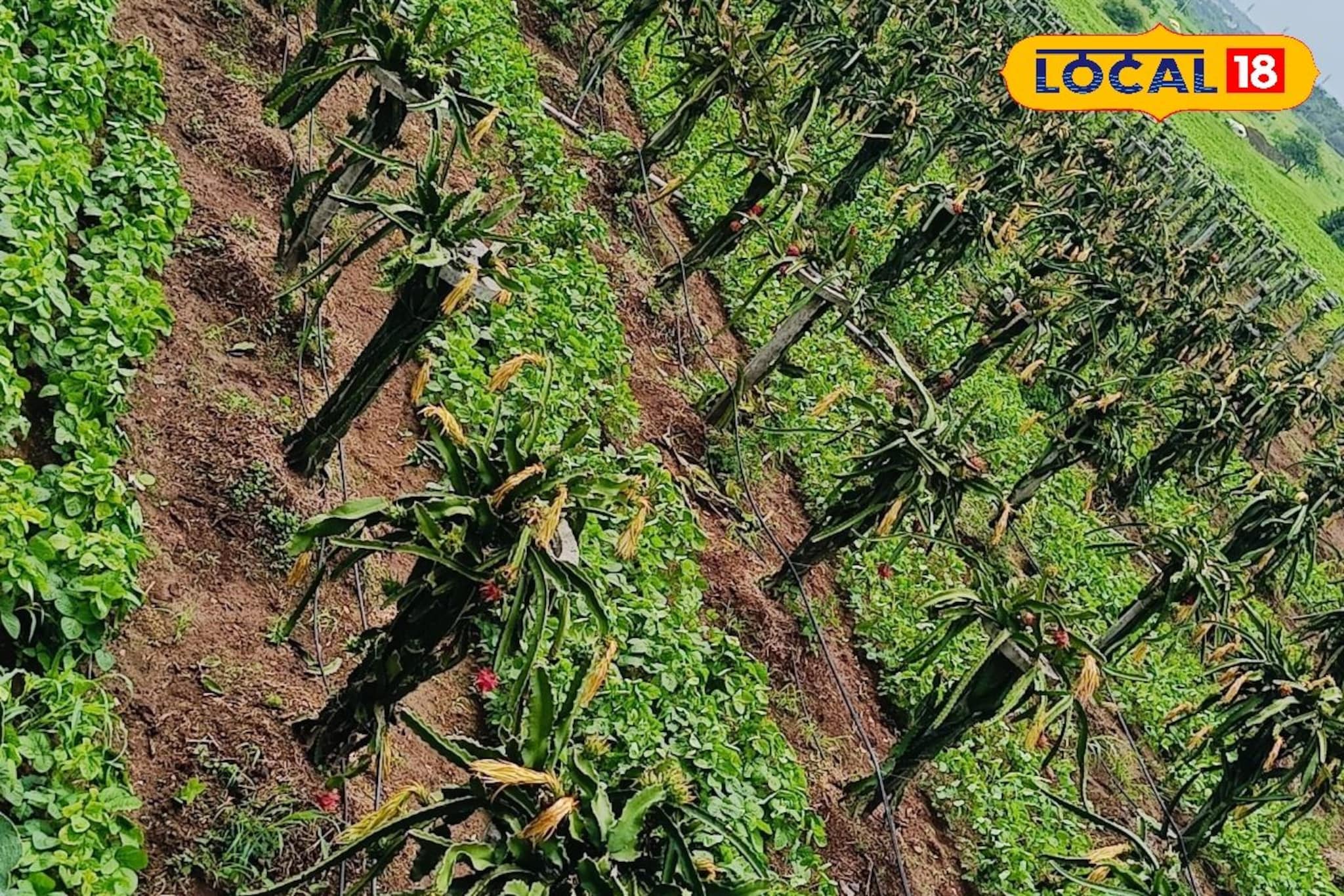 शेतकऱ्यानं करून दाखवलं; खडकाळ जमिनीवर लालचुटूक फळ फुलवलं, उत्पन्न भरपूर