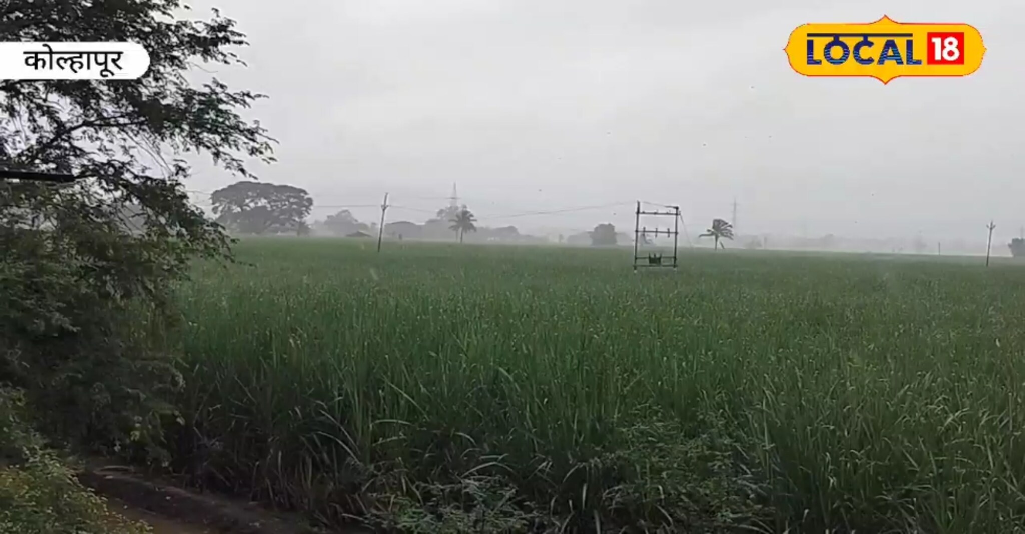 कोल्हापुरातील कित्येक हेक्टर ऊस पुराच्या पाण्यात, असे टाळा होणारे नुकसान