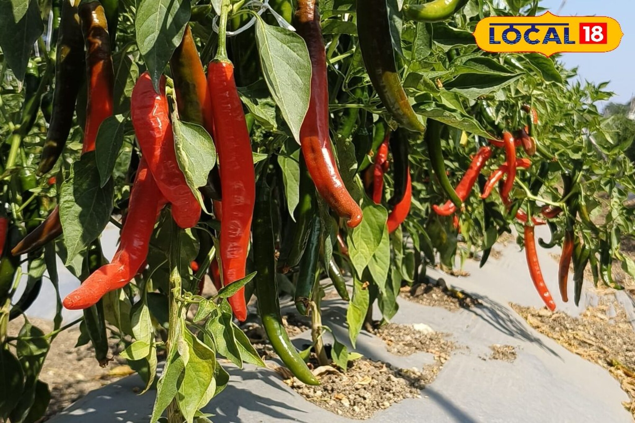 शेतकऱ्यानं केला प्रयोग, घेतलं लाल मिरचीचं उत्पादन! आज एकरी नफा 3 लाखांचा