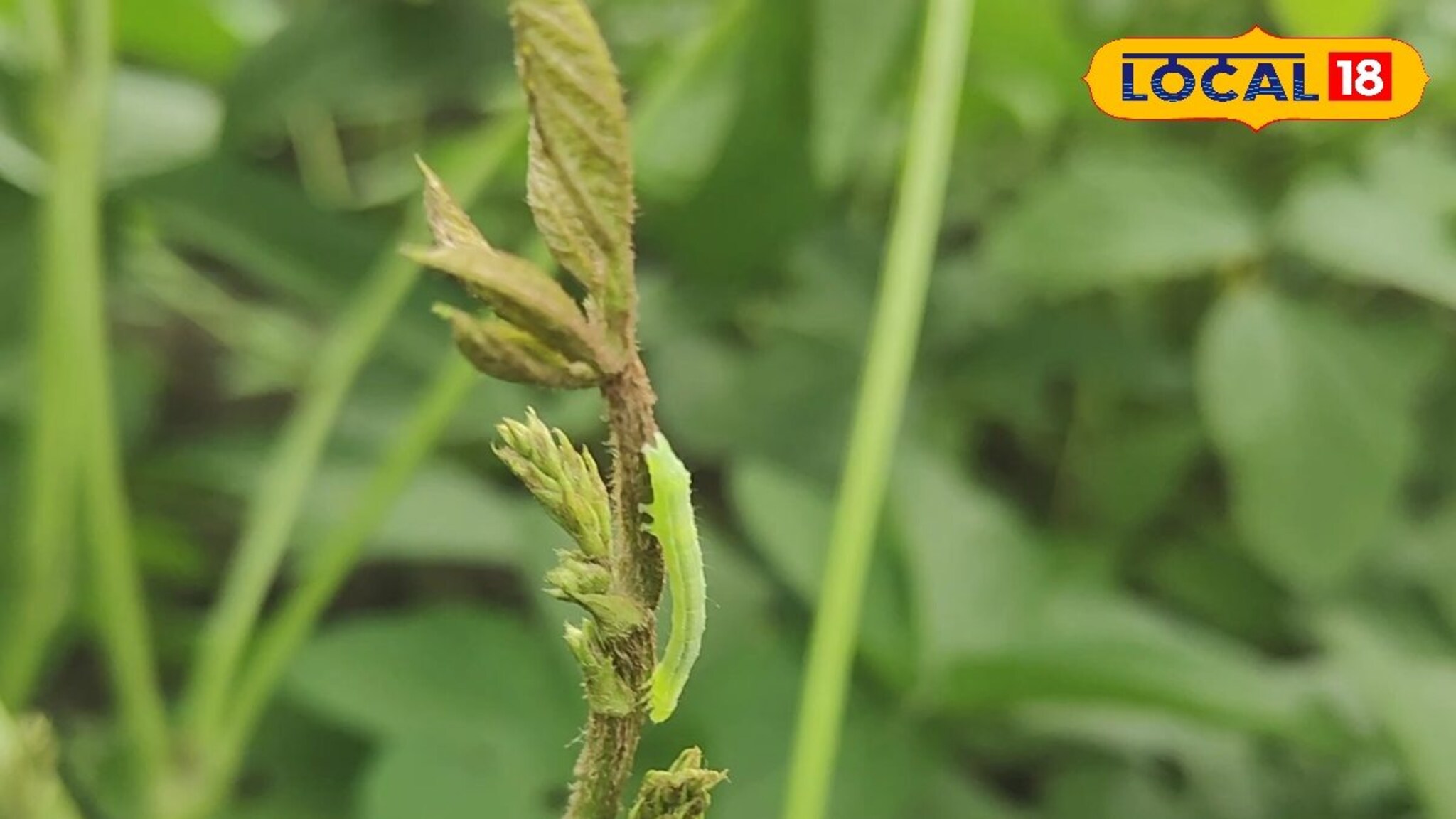 पावसात सोयाबीनला लागतात अळ्या; कृषी अधिकाऱ्यांनी सांगितले उपाय!