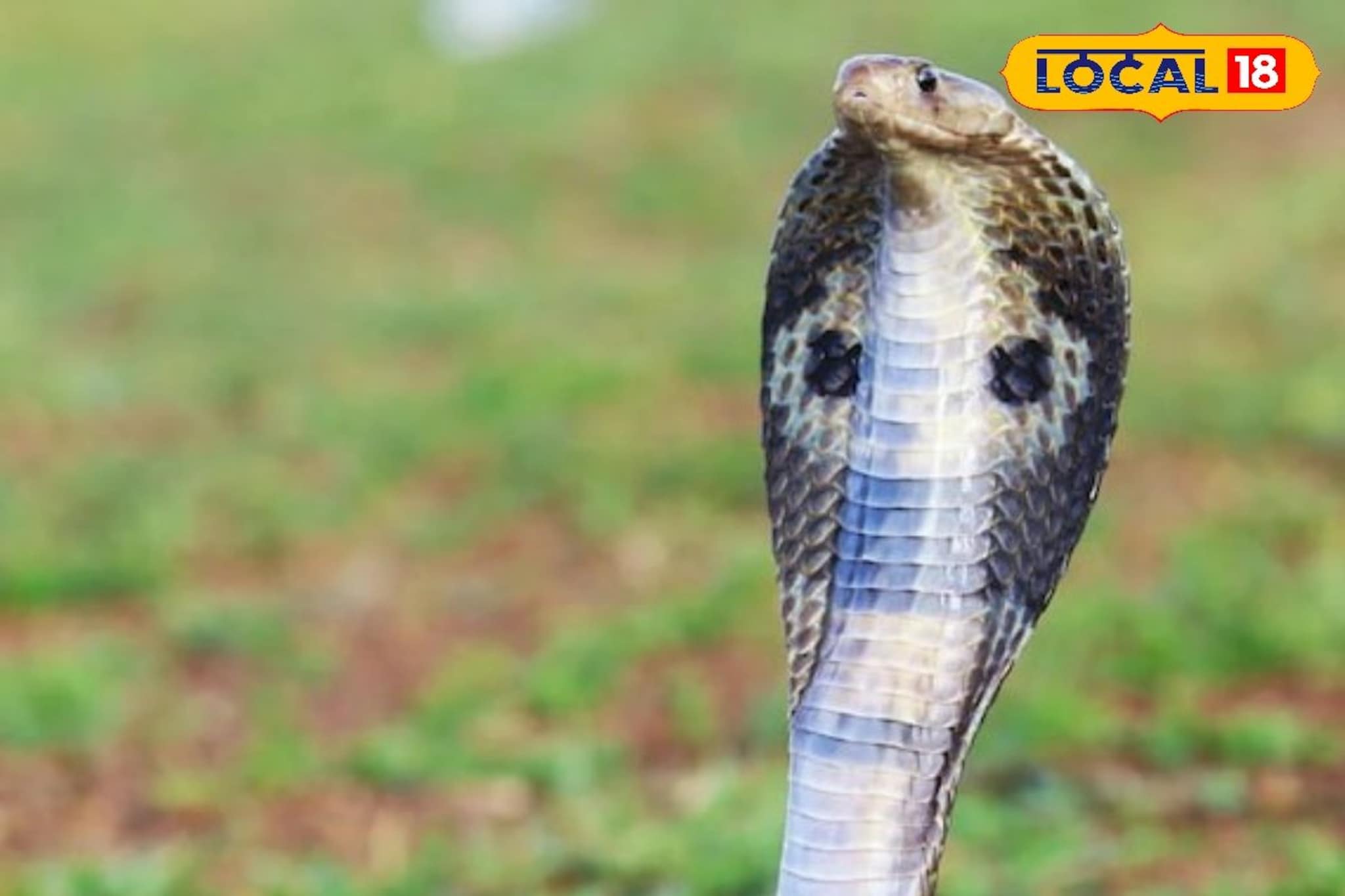 नागांना दूध पाजणं योग्य की अयोग्य?, सर्पमित्रांनी दिली महत्त्वाची माहिती