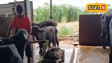 पशूधनात