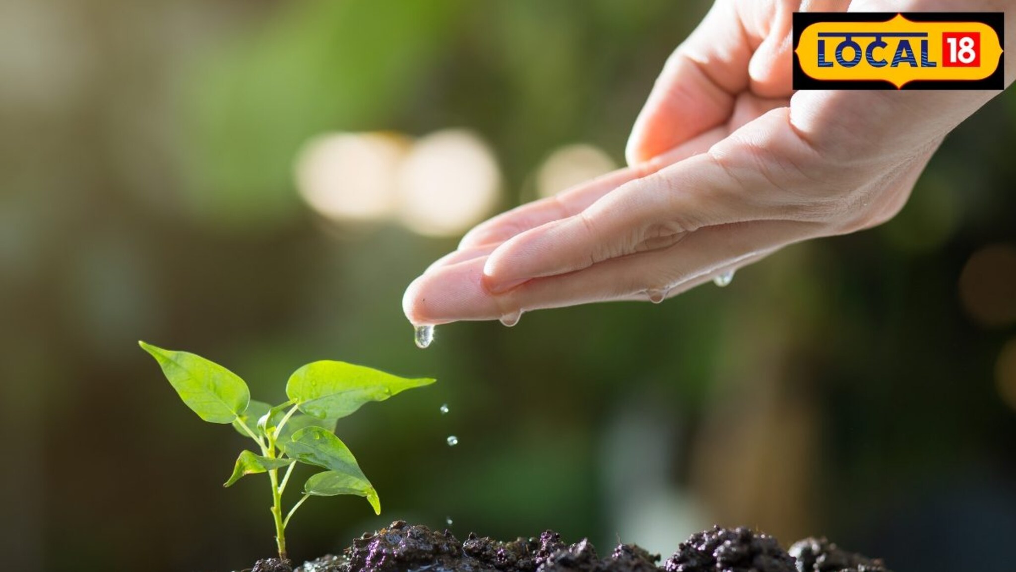 'झाडे लावा, झाडे जगवा' नुसतं म्हणायचं नाही! 7 जणांनी घेतला पुढाकार, शहर केलं हिरवंगार