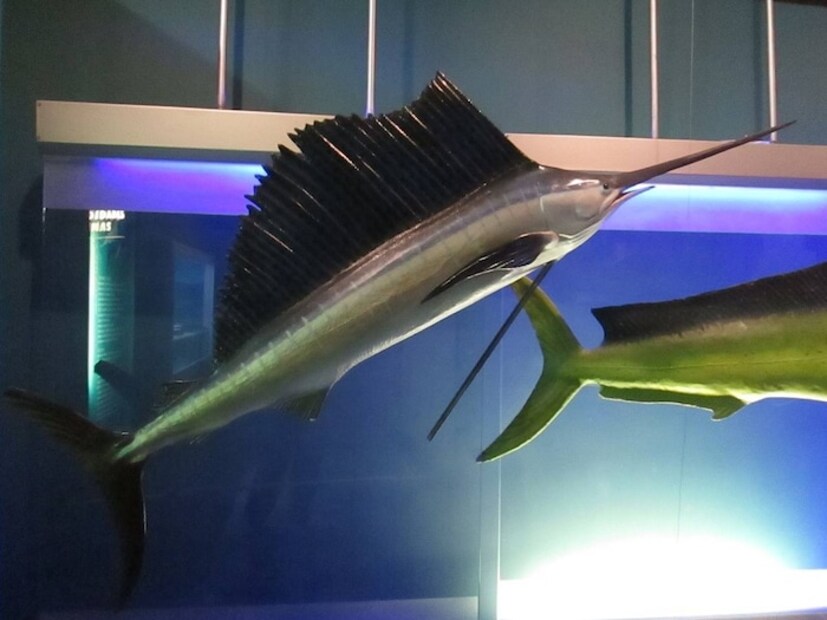 हा मासा दुरून पाहिल्यास तो एखाद्या शिडाच्या होडीसारखा दिसतो. त्याच्यामध्ये गाड्यांनाही मागे टाकण्याची क्षमता आहे. सेलफिशचं वजन सुमारे 90 किलो आणि लांबी सुमारे दोन ते तीन मीटर असते. या माशाचा वेग आणि पाठीवर असलेला शिडासारखा पंख ही त्याची वैशिष्ट्यं आहेत. कधीकधी हा पंख माशाच्या शरीरापेक्षाही मोठा दिसतो. त्यामुळेच त्याला सेलफिश असं नाव देण्यात आलं आहे. या माशाचं नाक अर्धा मीटर ते एक मीटर लांब असतं. हा मासा दुरून पाहिल्यास तो एखाद्या शिडाच्या होडीसारखा दिसतो. त्याच्यामध्ये गाड्यांनाही मागे टाकण्याची क्षमता आहे. सेलफिशचं वजन सुमारे 90 किलो आणि लांबी सुमारे दोन ते तीन मीटर असते. या माशाचा वेग आणि पाठीवर असलेला शिडासारखा पंख ही त्याची वैशिष्ट्यं आहेत. कधीकधी हा पंख माशाच्या शरीरापेक्षाही मोठा दिसतो. त्यामुळेच त्याला सेलफिश असं नाव देण्यात आलं आहे. या माशाचं नाक अर्धा मीटर ते एक मीटर लांब असतं.