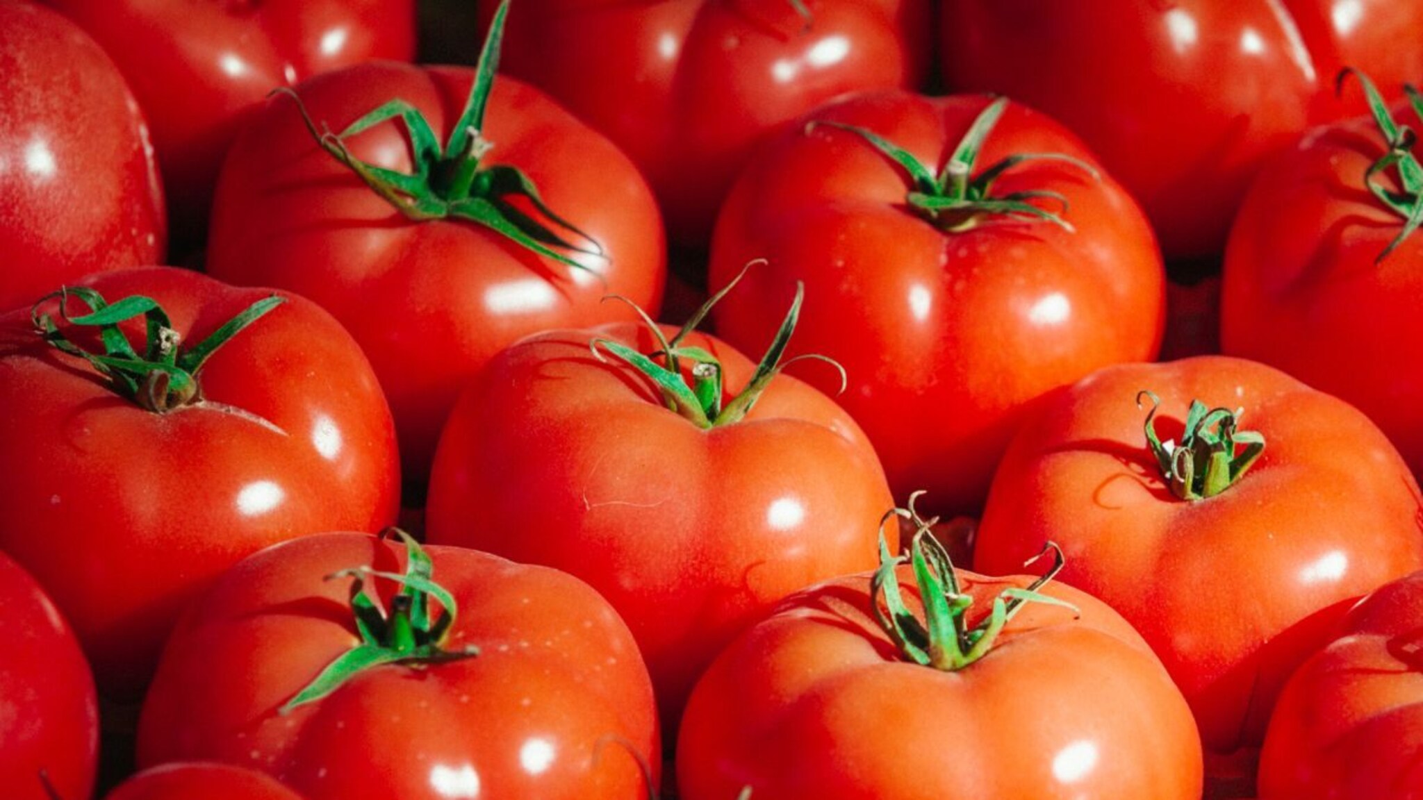 Tomato Rate Hike: टोमॅटोचे दर मोडणार जुने रेकॉर्ड्स, इतके वाढले दर...तुमच्या भागात किती भाव?