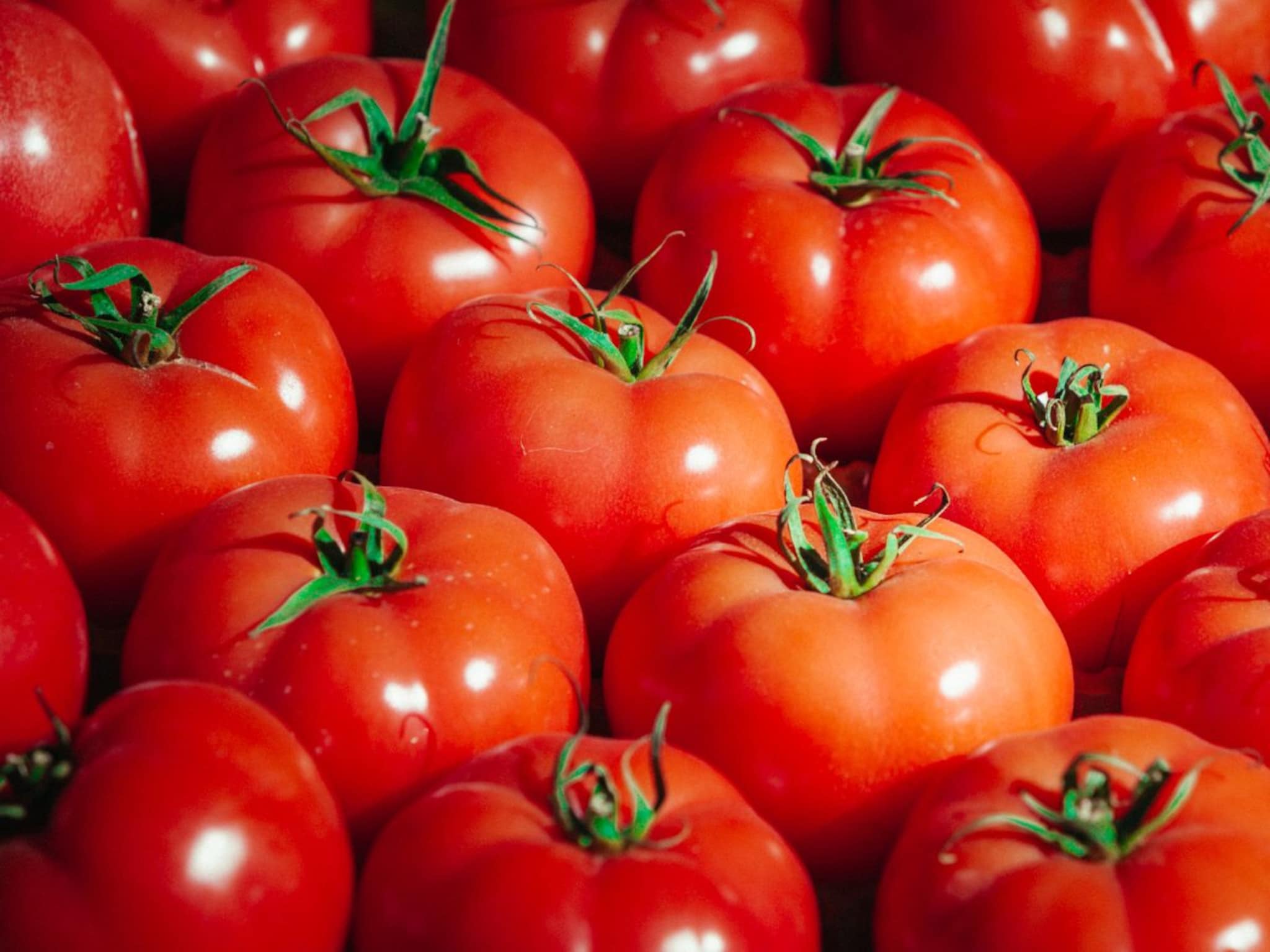 Tomato Rate Hike: टोमॅटोचे दर मोडणार जुने रेकॉर्ड्स, इतके वाढले दर...तुमच्या भागात किती भाव?