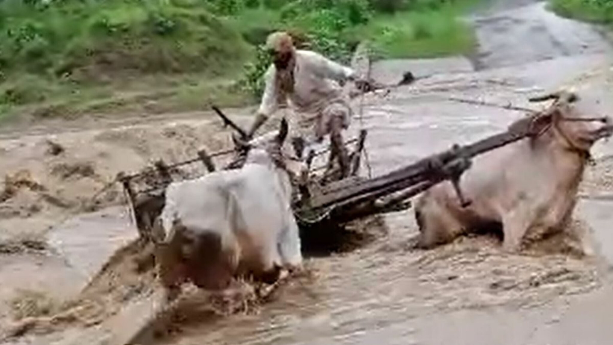 कुणाला वाचवायचं? बैलजोडी पाण्यात बुडाली अन् मागे बांधलेलं वासरूही बुडालं, काळजाचा ठोका चुकवणारा VIDEO