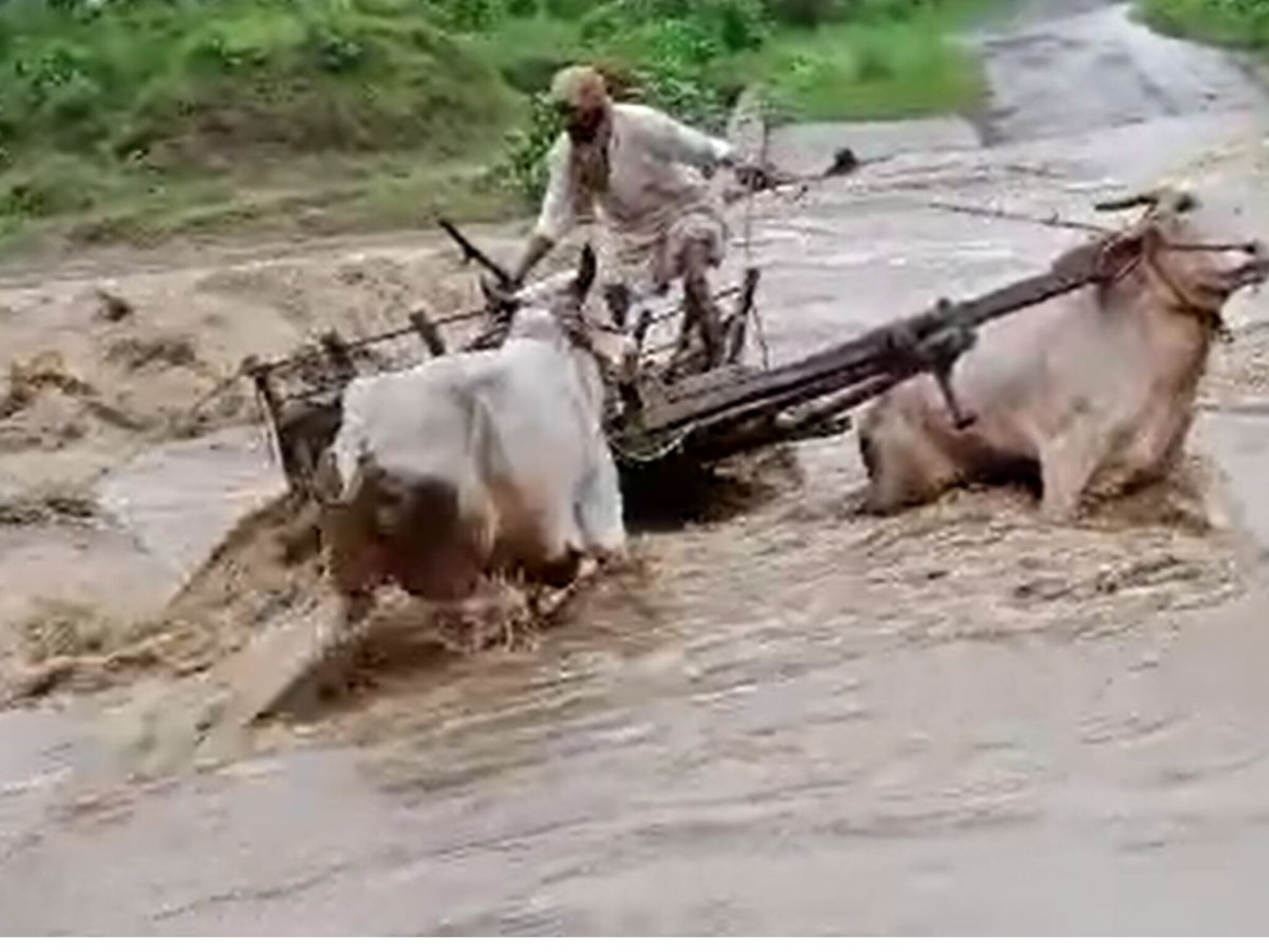कुणाला वाचवायचं? बैलजोडी पाण्यात बुडाली अन् मागे बांधलेलं वासरूही बुडालं, काळजाचा ठोका चुकवणारा VIDEO