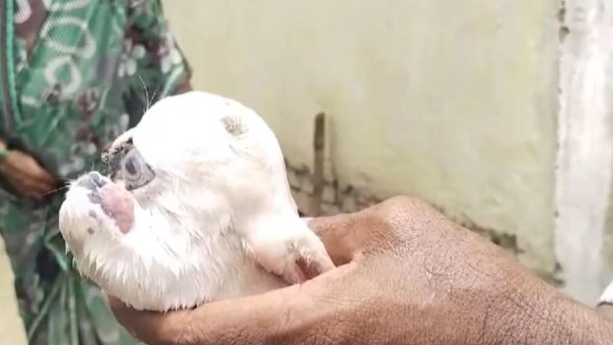 चंद्रपुरात जन्माला आलं बकऱ्याचं विचित्र पिल्लू, अख्खं गाव पाहायला आलं, शेवटी खड्ड्यात पुरलं, PHOTOS