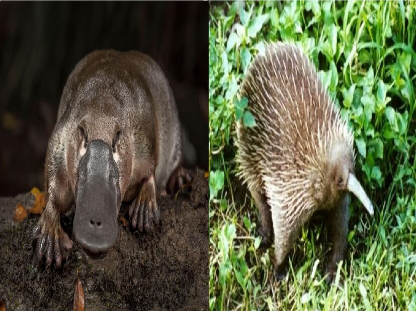 अंडं आणि दूध देणारे प्राणी आहेत, प्लॅटीपस आणि एकिडना. दोन्ही सस्तन प्राणी आहेत. पण पिल्लांना जन्म देण्यासाठी ते अंडी देतात.