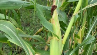 मकावर औषधी टाकताना 5 जणांना विषबाधा