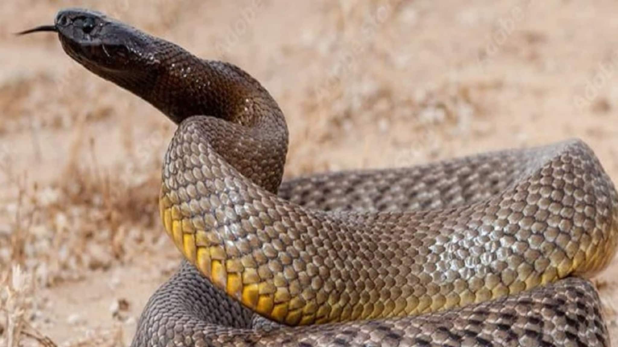 Buldhana News : बर्थडेला गिफ्टऐवजी हातात दिला साप; वाढदिवशीच झाला मृत्यू, मित्रांची मस्ती आली अंगाशी!