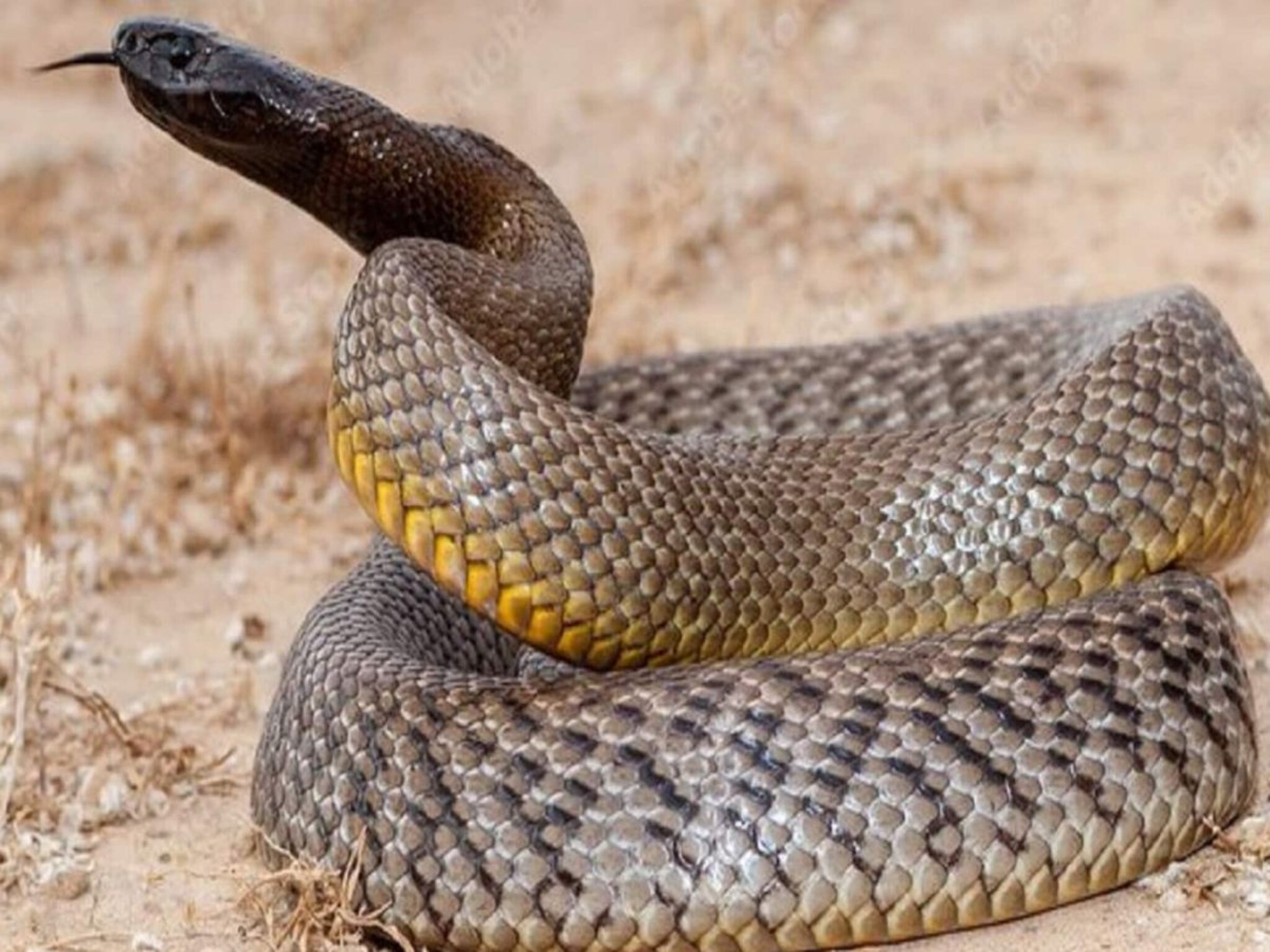 Buldhana News : बर्थडेला गिफ्टऐवजी हातात दिला साप; वाढदिवशीच झाला मृत्यू, मित्रांची मस्ती आली अंगाशी!