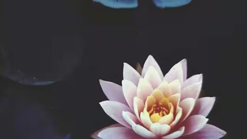 Knowledge : भारताचं राष्ट्रीय फूल कमळ आहे, मग पाकिस्तानचं काय? नाव ऐकून येईल हसू Knowledge : भारताचं राष्ट्रीय फूल कमळ आहे, मग पाकिस्तानचं काय? नाव ऐकून येईल हसू