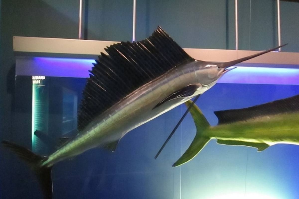 Fastest Fish : जगातला सगळ्यात जलद मासा; भाल्यासारखं लांब नाक, वार होताच ...