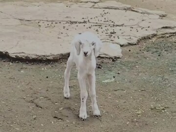 चंद्रपुरात जन्मलं बकऱ्याचं विचित्र पिल्लू, अख्खं गाव जमलं, शेवटी खड्ड्यात पुरलं चंद्रपुरात जन्मलं बकऱ्याचं विचित्र पिल्लू, अख्खं गाव जमलं, शेवटी खड्ड्यात पुरलं