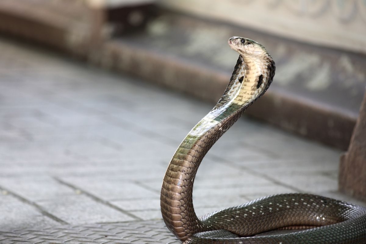 घर में रहता था कोबरा; एक महिला जो हर दिन पूजा करती थी, कुछ ऐसा जो कभी एक दिन भी नहीं हुआ घर में रहता था कोबरा; एक महिला जो हर दिन पूजा करती थी, कुछ ऐसा जो कभी एक दिन भी नहीं हुआ