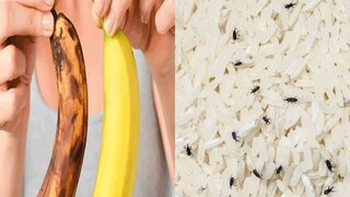 14 दिवस केळी राहतील ताजी, तांदळाला नाही लागणार कीड, वापरा फक्त 3 किचन टिप्स 14 दिवस केळी राहतील ताजी, तांदळाला नाही लागणार कीड, वापरा फक्त 3 किचन टिप्स